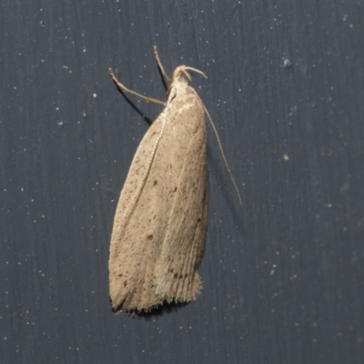 Chezala privatella (A Concealer moth) at Higgins, ACT - 29 Sep 2021 by AlisonMilton