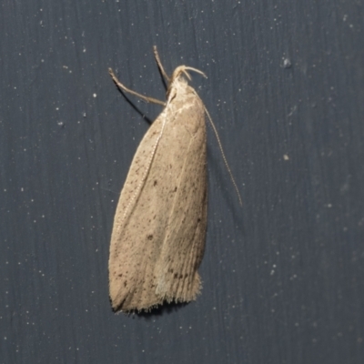 Chezala privatella (A Concealer moth) at Higgins, ACT - 30 Sep 2021 by AlisonMilton