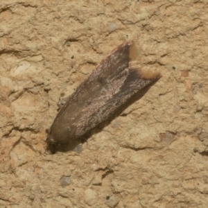 Tachystola (genus) at Higgins, ACT - 30 Sep 2021 09:52 AM