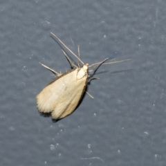 Philobota mathematica group undescribed species. (A concealer moth) at Higgins, ACT - 29 Sep 2021 by AlisonMilton