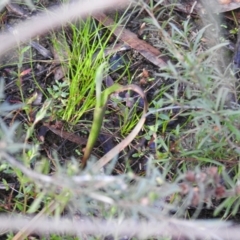 Thelymitra (Genus) (Sun Orchid) at Carwoola, NSW - 1 Oct 2021 by Liam.m