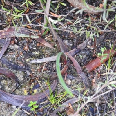 Thelymitra (Genus) (Sun Orchid) at Carwoola, NSW - 1 Oct 2021 by Liam.m