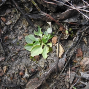 Pterostylidinae (greenhood alliance) at Carwoola, NSW - suppressed