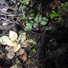 Pterostylidinae (greenhood alliance) at Carwoola, NSW - suppressed