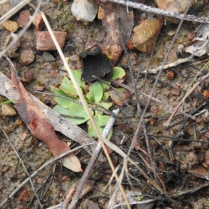 Pterostylidinae (greenhood alliance) at Carwoola, NSW - suppressed