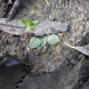 Pterostylidinae (greenhood alliance) at Carwoola, NSW - suppressed