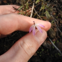 Caladenia fuscata (Dusky Fingers) at Carwoola, NSW - 1 Oct 2021 by Liam.m
