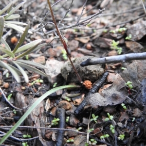 Caladenia fuscata at Carwoola, NSW - 1 Oct 2021