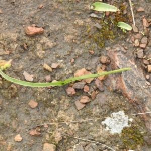 Diuris sp. at Carwoola, NSW - suppressed