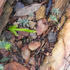 Diuris sp. at Carwoola, NSW - suppressed