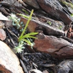 Diuris sp. at Carwoola, NSW - suppressed