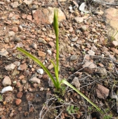 Diuris sp. at Carwoola, NSW - suppressed