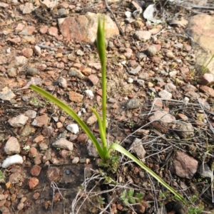 Diuris sp. at Carwoola, NSW - suppressed