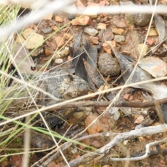 Pogona barbata (Eastern Bearded Dragon) at Carwoola, NSW - 1 Oct 2021 by Liam.m