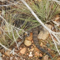 Pogona barbata at Carwoola, NSW - suppressed