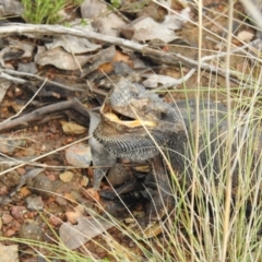 Pogona barbata at Carwoola, NSW - suppressed