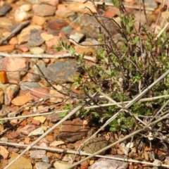 Eulechria electrodes (Yellow Eulechria Moth) at QPRC LGA - 1 Oct 2021 by Liam.m