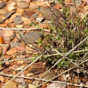 Eulechria electrodes at Carwoola, NSW - 1 Oct 2021