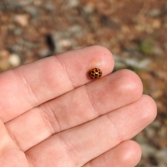 Harmonia conformis (Common Spotted Ladybird) at Carwoola, NSW - 1 Oct 2021 by Liam.m