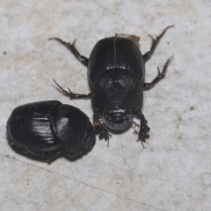 Onthophagus declivis at Higgins, ACT - 29 Sep 2021 10:05 PM