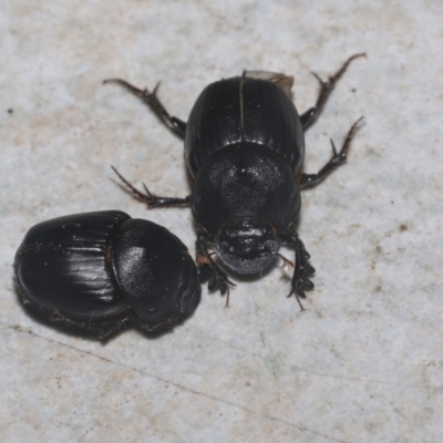 Onthophagus declivis (Declivis dung beetle) at Higgins, ACT - 29 Sep 2021 by AlisonMilton