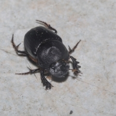 Onthophagus declivis at Higgins, ACT - 29 Sep 2021