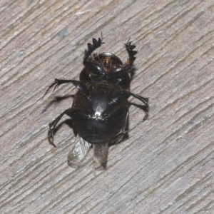 Onthophagus declivis at Higgins, ACT - 29 Sep 2021