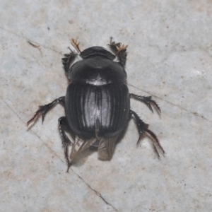 Onthophagus declivis at Higgins, ACT - 29 Sep 2021 10:05 PM