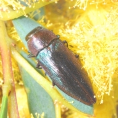 Melobasis thoracica (A jewel beetle) at Molonglo Valley, ACT - 27 Sep 2021 by Harrisi