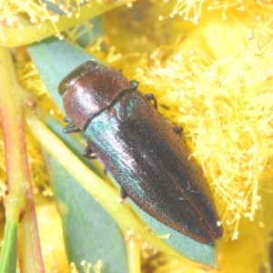 Melobasis thoracica at Molonglo Valley, ACT - 27 Sep 2021