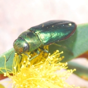 Melobasis obscurella at Molonglo Valley, ACT - 27 Sep 2021