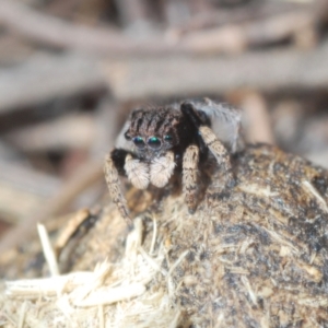 Maratus vespertilio at O'Connor, ACT - 27 Sep 2021