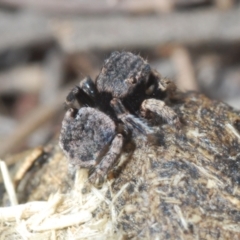 Maratus vespertilio at O'Connor, ACT - 27 Sep 2021