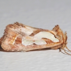 Cosmodes elegans (Green Blotched Moth) at Stirling, ACT - 29 Sep 2021 by Harrisi