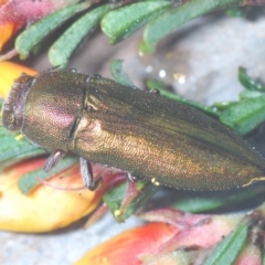 Melobasis propinqua (Propinqua jewel beetle) at Kowen Escarpment - 30 Sep 2021 by Harrisi