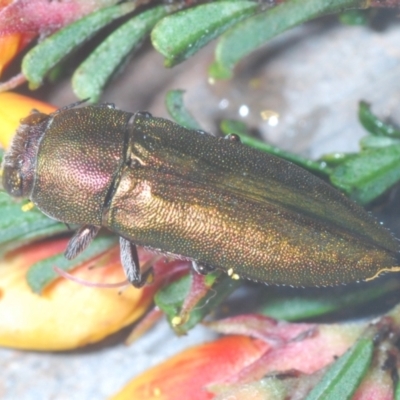 Melobasis propinqua (Propinqua jewel beetle) at Kowen Escarpment - 30 Sep 2021 by Harrisi