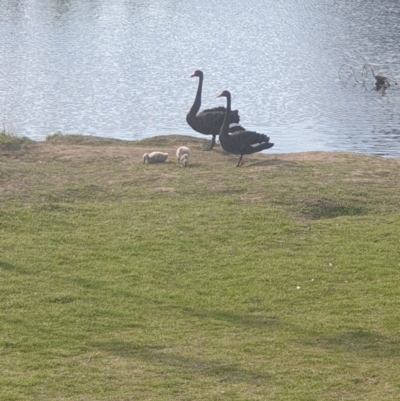 Cygnus atratus (Black Swan) at Queanbeyan East, NSW - 28 Sep 2021 by Swanwatcher28