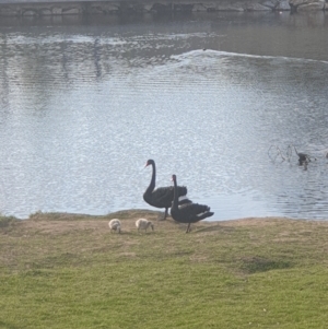 Cygnus atratus at Queanbeyan East, NSW - 28 Sep 2021