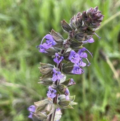 Salvia verbenaca var. verbenaca (Wild Sage) at Mount Majura - 1 Oct 2021 by JaneR