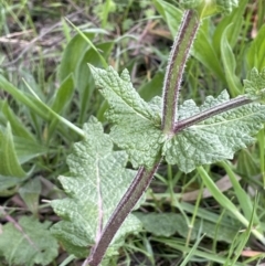 Salvia verbenaca var. verbenaca at Hackett, ACT - 1 Oct 2021