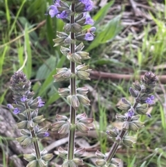 Salvia verbenaca var. verbenaca at Hackett, ACT - 1 Oct 2021