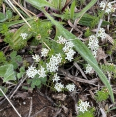 Asperula conferta (Common Woodruff) at Hackett, ACT - 1 Oct 2021 by JaneR