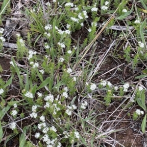 Asperula conferta at Hackett, ACT - 1 Oct 2021