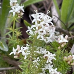 Asperula conferta at Hackett, ACT - 1 Oct 2021