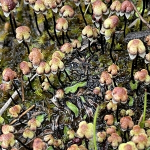 Asterella drummondii at Hackett, ACT - 1 Oct 2021