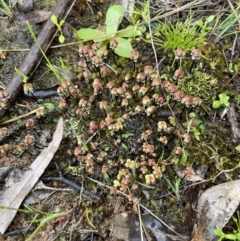 Asterella drummondii at Hackett, ACT - 1 Oct 2021