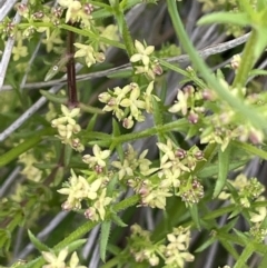 Galium gaudichaudii (Rough Bedstraw) at Mount Majura - 1 Oct 2021 by JaneR