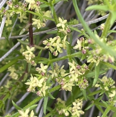 Galium gaudichaudii (Rough Bedstraw) at Hackett, ACT - 1 Oct 2021 by JaneR