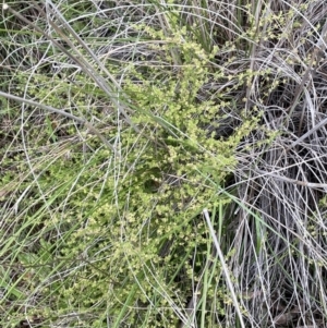 Galium gaudichaudii at Hackett, ACT - 1 Oct 2021 01:40 PM