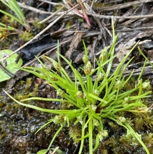 Isolepis cernua at Hackett, ACT - 1 Oct 2021 01:27 PM